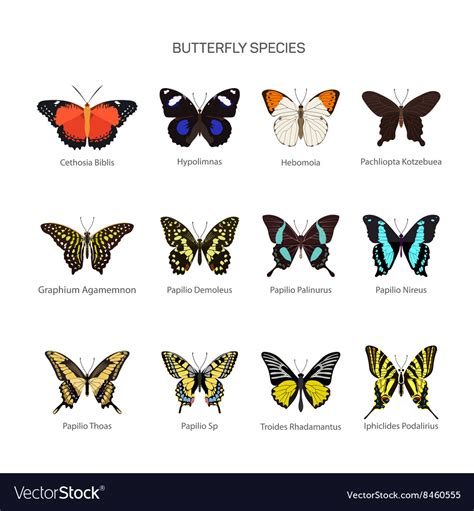 Butterflies Set In Flat Style Design Royalty Free Vector