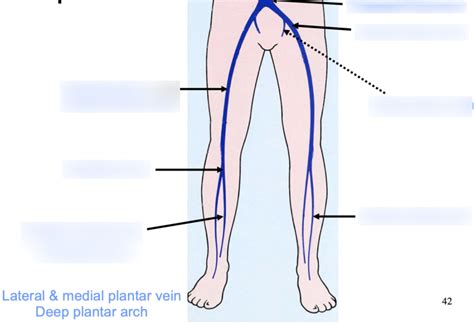 Deep Veins Of Lower Limb Diagram Quizlet