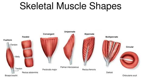 Muscle Shapes Human Muscle Anatomy Types Of Muscles Muscular System