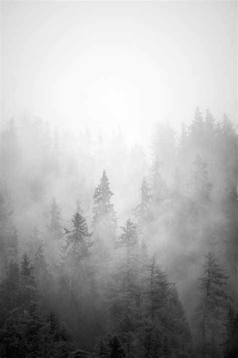 Misty Forest A Larch Wood With Fog In Black And White Nio Photography