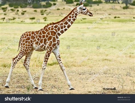 Adorable Baby Giraffe Walking Stock Photo 48677731 Shutterstock