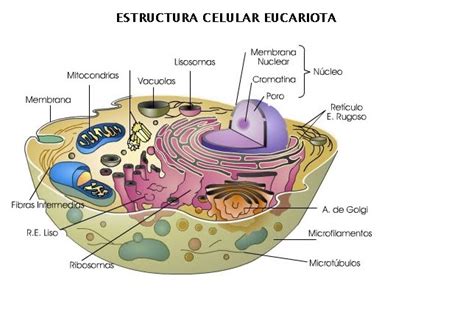 Casa Biología On Line Algas Eucariotas