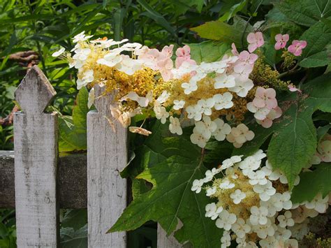 Visit your local virginia dollar tree location. Flowers on the Fence. Williamsburg, VA. July 2015. Photo ...