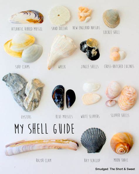 9 Types Of Shells Ideas Shells Seashell Crafts Sea Shells