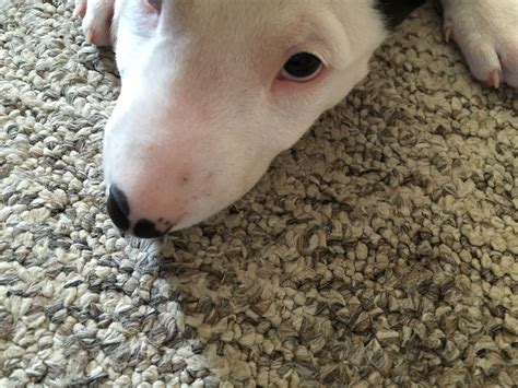 Dotsbumps Need Help Please Strictly Bull Terriers