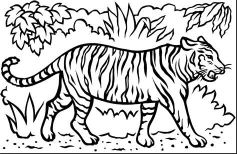 Get Tiger Coloring Pages Pictures