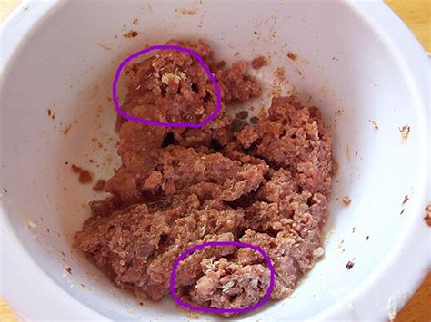 Heebie Jeebies! (Fly eggs- contains photos!) | Pet Forums Community