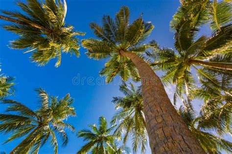 Tropical Palm Trees From A Low Point Of View Looking Up Palm Trees