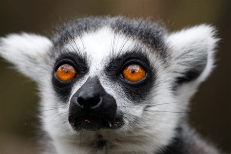 World Lemur Day Paradise Wildlife Park