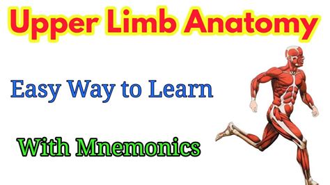 Upper Limb Anatomy Mnemonics Part 1 Youtube