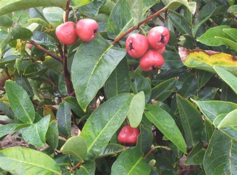 The jambu fruit dove is a plump dove with a small head and a small yellow or orange beak. Wax Jambu tree with red fruits