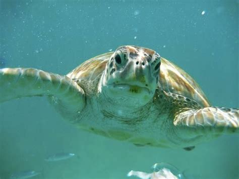 Leatherback Sea Turtle Turtle Leatherback Sea Turtle