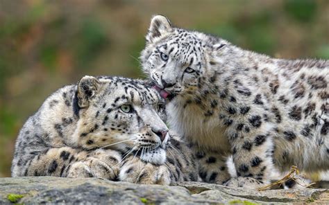 Download Wallpaper 3840x2400 Snow Leopards Predators Kitten Big Cat