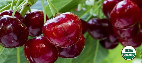 Cherries Organic Rainier Fruit Company