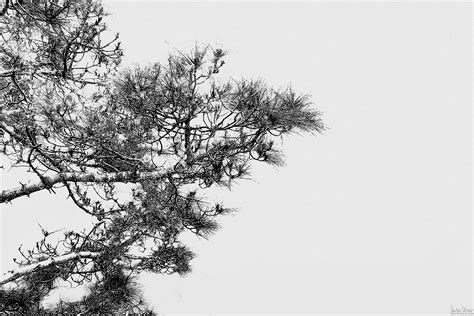 Minimalistic Tree Tree Minimalist Photo