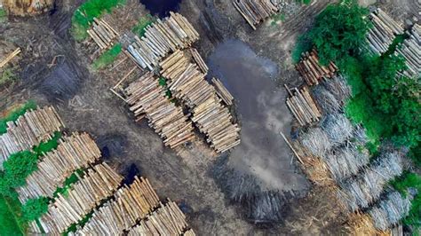 ¿cuáles Son Las 5 Principales Causas De La Deforestación 5 Causas De