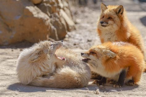 Do Foxes Mate With Dogs