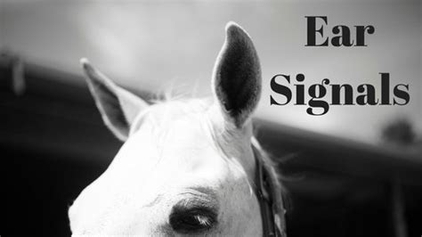 Ear Signals Horses Horse Care Horse Riding Tips