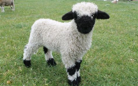 Cutest Sheep In The World Turns Heads With Images Baby Sheep