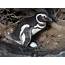 Magellanic Penguin Biology  Center For Ecosystem Sentinels