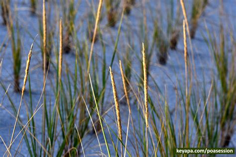 Sejarah Poaceae American Beach Grass Ammophila Breviligulata In