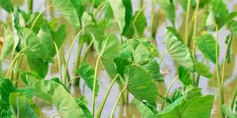 Can colocasia esc be growen in ponds. How to Grow Wetland Taro in Buckets