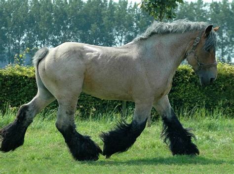 Dutch Draft Horse Info Origin History Pictures