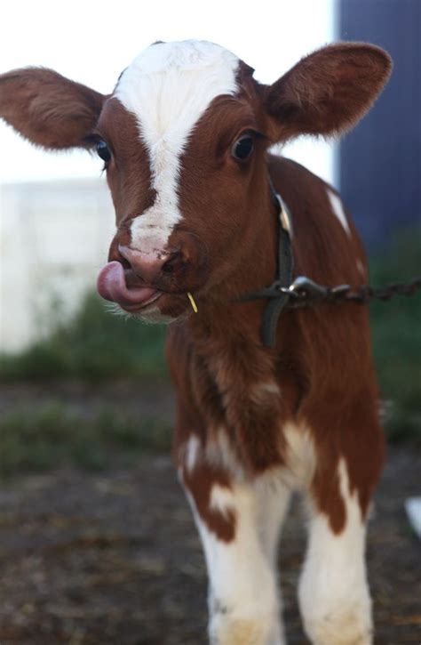 Baby Cow My Farm Pinterest