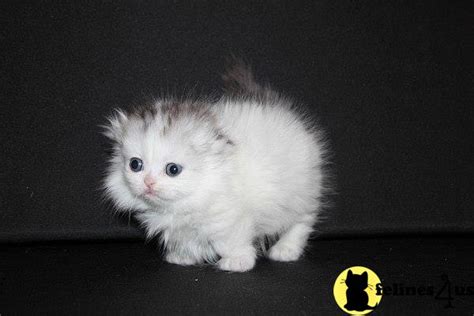 Our munchkins are very affordable until you may be asking yourself why we may be giving our lovely munchkin cat for sale at a low cost. Munchkin Kitten for Sale: Munchkin Fold Long Hair Girl ...