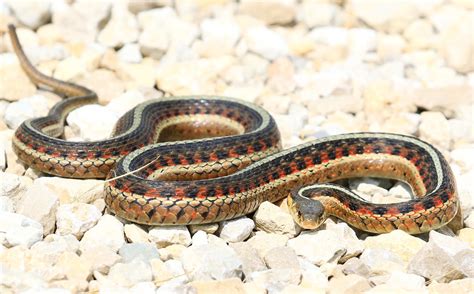 Common Garter Snake At Hayden Prairie State Preserve Ia 85 Flickr