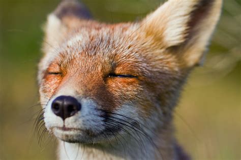 Your Guide To Domesticated Pet Foxes Our Fit Pets