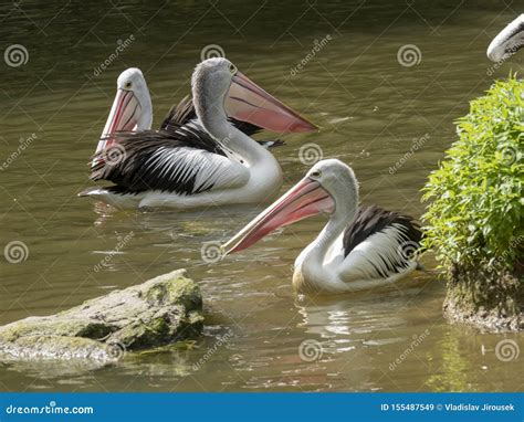 Australian Pelican Pelecanus Conspicillatus Catches Fish In A Group