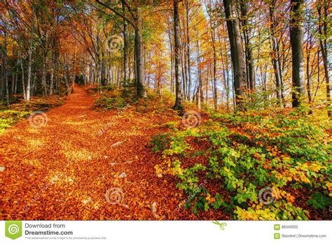 Beautiful View Of The Forest On A Sunny Day Stock Photo