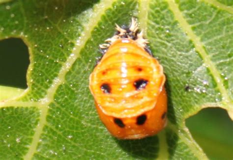 Pupa Of A Lady Beetle Whats That Bug