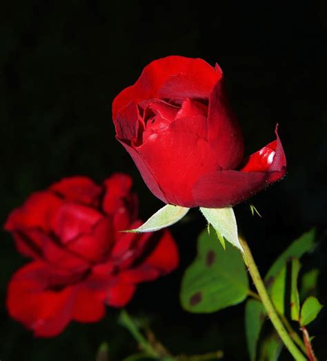 incredible compilation of full 4k red rose images over 999 impressive red rose images