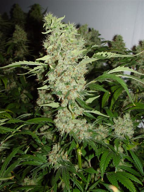 Bubble Gum gallery | Serious Seeds