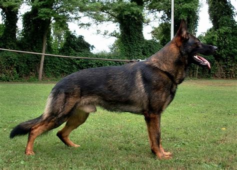 German Shepherd Protection Dogs For Sale Police K9 For