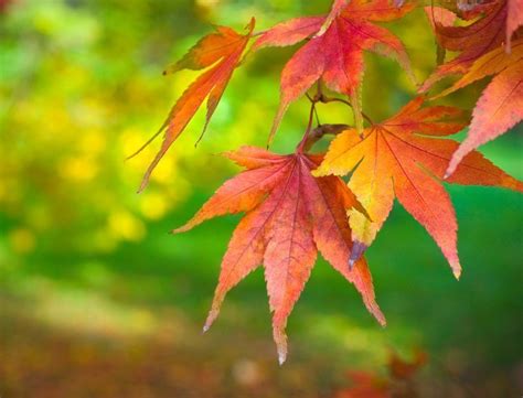 But, if we wait until the leaves dry and fall off, we won't be able to do any fall canopy pruning. Leaf peeping in your own backyard | Triangle Gardener Magazine
