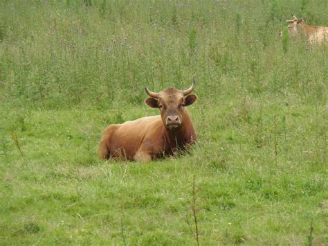 Banco De Imagens Grama Campo Prado Pradaria Animal França