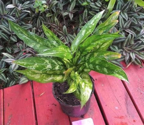 Aglaonema Emerald Beauty Growth And Care Guide Gfl Outdoors