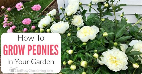 Peonies Care Guide How To Grow Peony Plants Get Busy Gardening