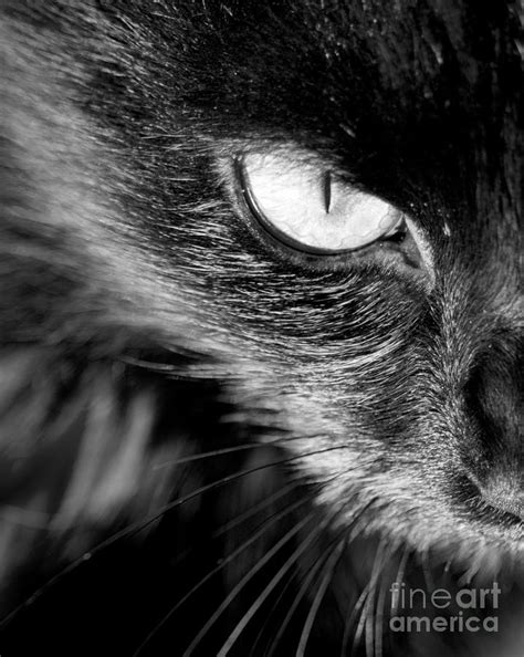 Cats Eye Black And White Photograph By Thp Creative Pixels