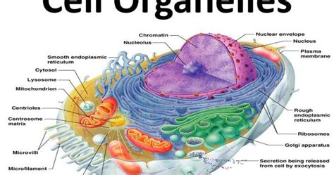 Organelos Celulares Sus Funciones Estructura Cell Organelles