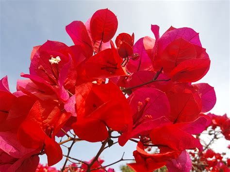 Beautiful Red Flowers Free Stock Photo Public Domain Pictures