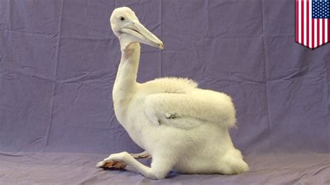 Cute Baby Animal Pelican Chick Now A Okay After San Diego Zoo Keepers