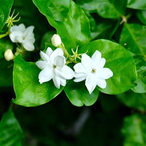 Next day delivery & free returns available. White Potted Jasmine Plant For Sale | Philippine Jasmine ...