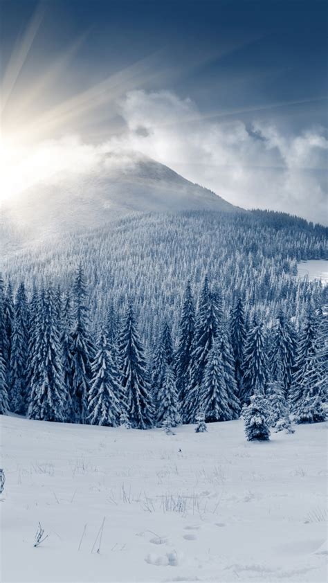 Wallpaper Winter Forest 5k 4k Wallpaper Mountain Sun Snow Fir