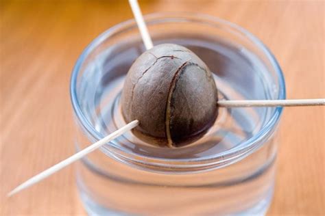 Increasingly popular, avocados are widely considered a superfood, thanks to their high antioxidant content and healthy if you ensure the seed and skin is removed and disposed of, you can give small amounts of avocado to your cat and they will benefit from the antioxidants. Avocado Pit: How To Plant
