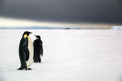 Emperors In Antarctica Emperor Penguins Survey Their Domain In