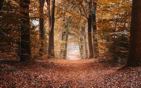 Download Wallpaper 2560x1600 Alley Autumn Trees Path Foliage